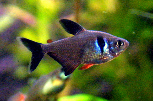 MEGALAMPHODUS MAGALOPTERUS